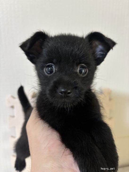 犬の里親募集】奈良県・ポメラニアン×シュナウザー・ポメシュナの子犬