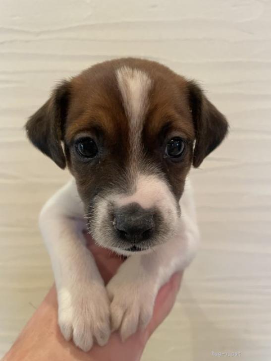 犬の里親募集】奈良県・ジャックラッセルテリア・ジャックの子犬（ID