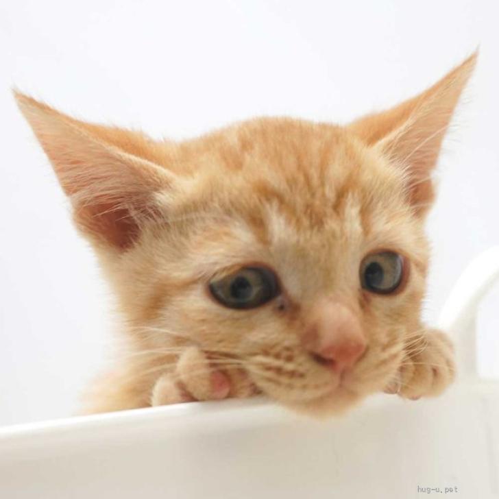 ふんばり親子猫 茶トラ ふんばり親子猫 茶トラ ふんばり親子猫 茶トラ 分け隔てなく妹猫