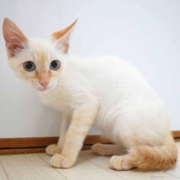 猫の里親募集】大阪府・雑種・7月9日入所のシャム系白オレンジの子猫の