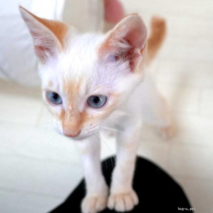猫の里親募集】大阪府・雑種・7月9日入所のシャム系白オレンジの子猫の