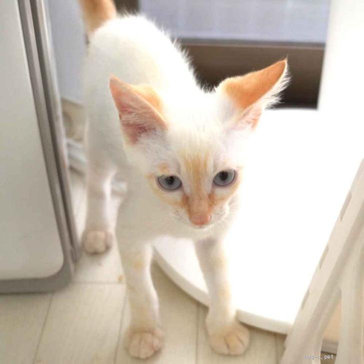 猫の里親募集】大阪府・雑種・7月9日入所のシャム系白オレンジの子猫の