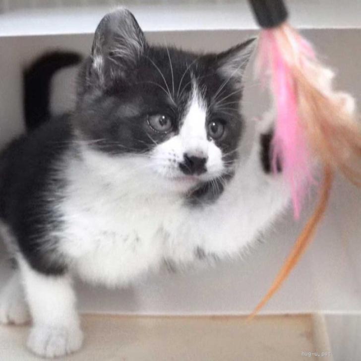 猫の里親募集】大阪府・雑種・黒白ハチワレの子猫の男の子（ID:2311