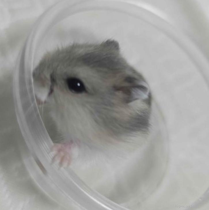 小動物の里親募集】東京都・ハムスター・サファイアブルーの赤ちゃん