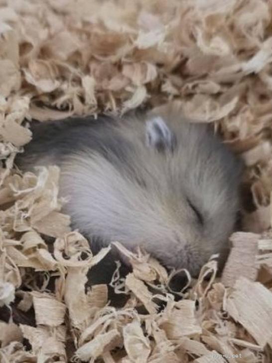 【中古】 こどもがそだてるハムスター 小動物の里親募集】東京都・ハムスター・サファイアブルーの赤ちゃん