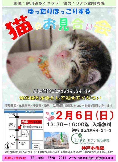 譲渡会 ゆったりほっこりする猫のお見合い会 兵庫県 ハグー みんなのペット里親情報