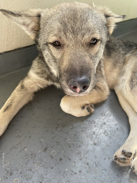 犬の里親募集 愛知県 雑種犬 人懐っこい大型犬パピー里親募集中 Id 23 ハグー みんなのペット里親情報