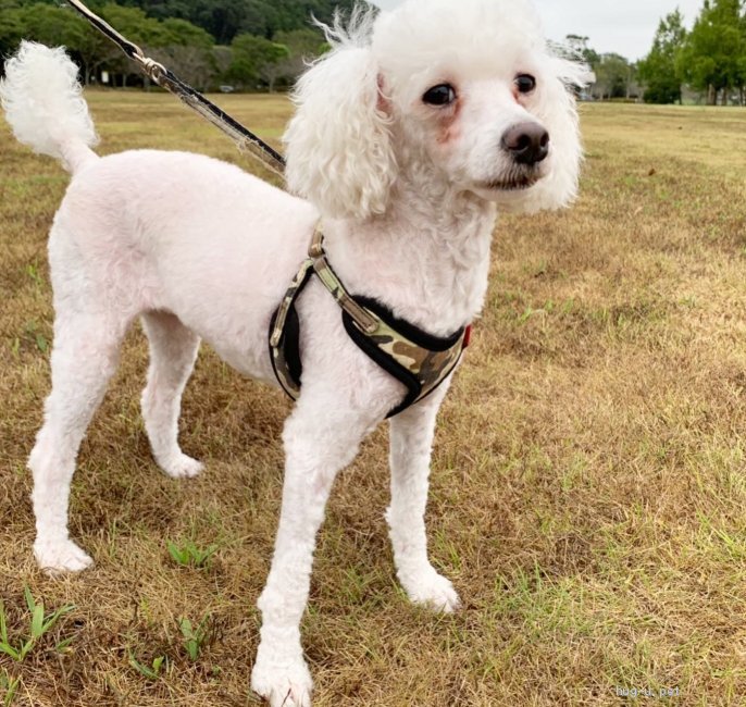 犬の里親募集 千葉県 トイプードル 応募多数の為 募集を一旦中止致します ハグー みんなのペット里親情報 Id 09