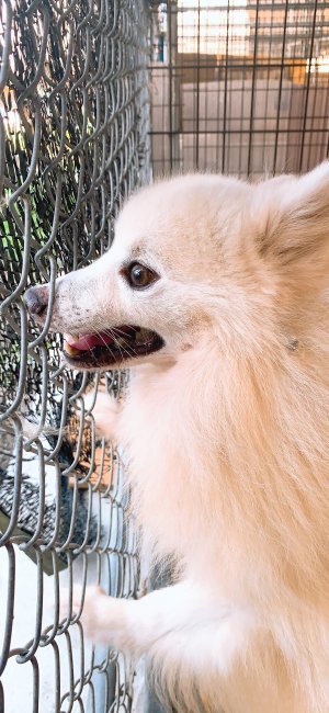 犬の里親募集 千葉県 日本スピッツ フワフワ真っ白スピッツの男の子 ハグー みんなのペット里親情報 Id 09