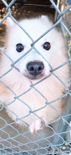 犬の里親募集 千葉県 日本スピッツ フワフワ真っ白スピッツの男の子 ハグー みんなのペット里親情報 Id 09