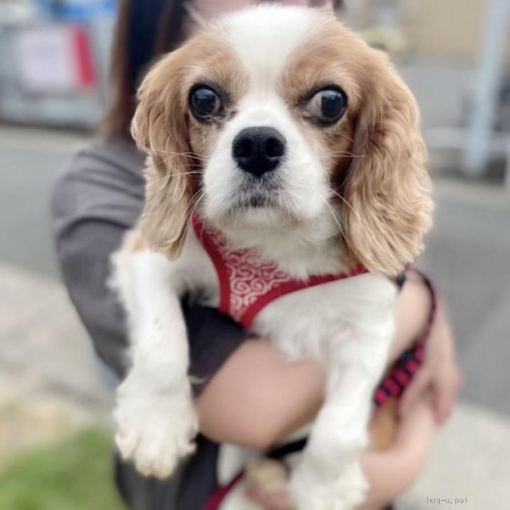 犬の里親募集 愛知県 キャバリア 沢山なでなでしてね 甘えん坊で可愛い女の子 Id 2210 ハグー みんなのペット里親情報