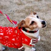 ジャックラッセルテリア