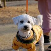 ビションフリーゼ