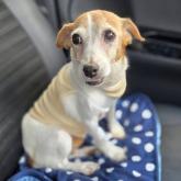 ジャックラッセルテリア