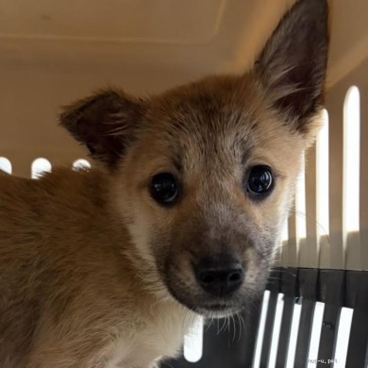 犬の里親募集】千葉県・雑種・中型雑種のパピー♡桜ちゃん（ID:2512