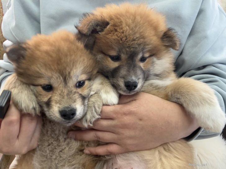 犬の里親募集】千葉県・雑種・中型雑種のパピー♡ぽんちゃん（ID:2603