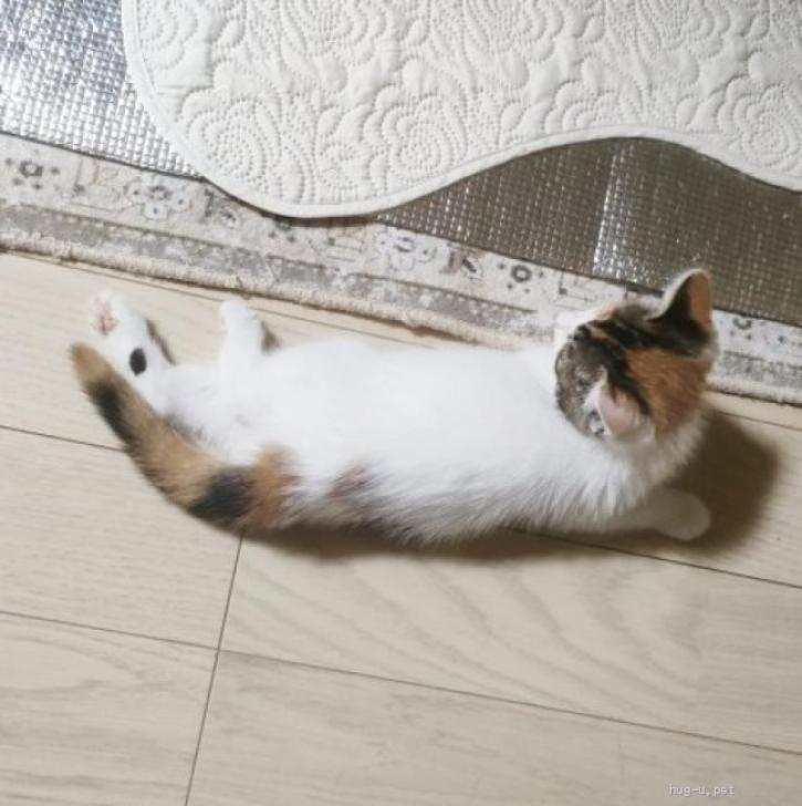 猫の里親募集】東京都・雑種・シマエナガのような兄妹ネコのシマちゃん