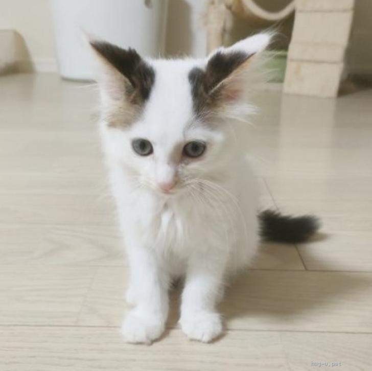 猫の里親募集】東京都・雑種・シマエナガのようなふわふわエナガちゃん