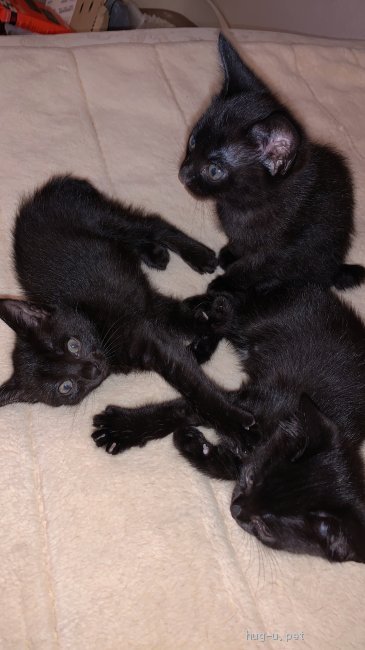 猫の里親募集】神奈川県・雑種・黒猫三兄弟です！ 3匹オスです。（ID