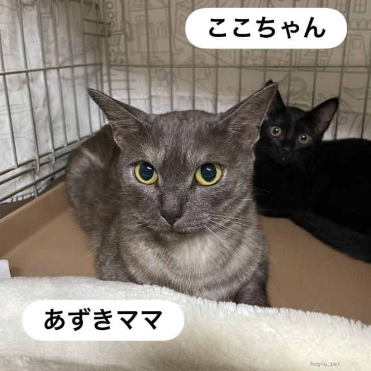 猫の里親募集】奈良県・雑種・[お見合い歓迎]美人ママあずきちゃん（ID