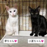 雑種