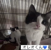 雑種