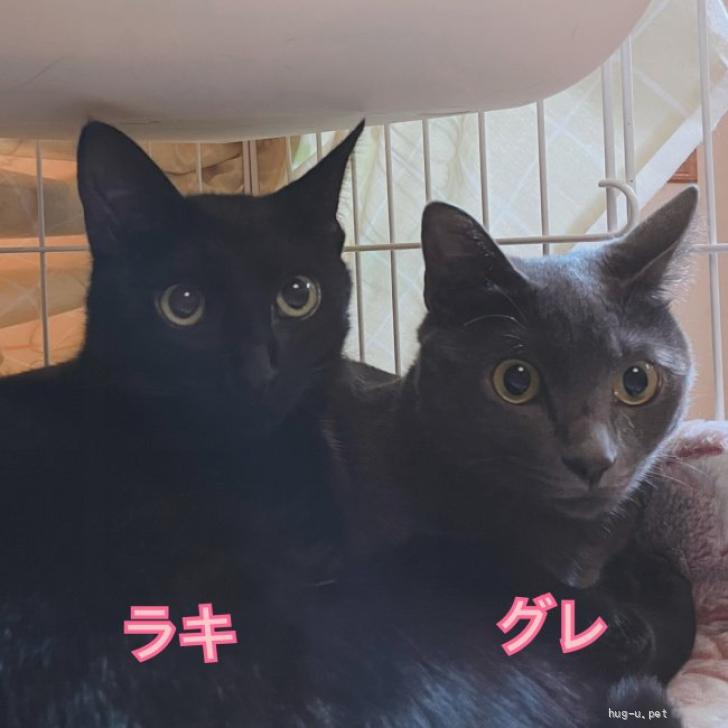 猫の里親募集】奈良県・雑種・[お見合い歓迎]美しいグレちゃん（ID