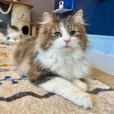 ノルウェージャンフォレストキャット