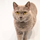 シャルトリュー