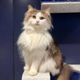ノルウェージャンフォレストキャット