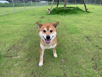 犬 大阪府 柴犬の里親募集一覧 ハグー みんなのペット里親情報
