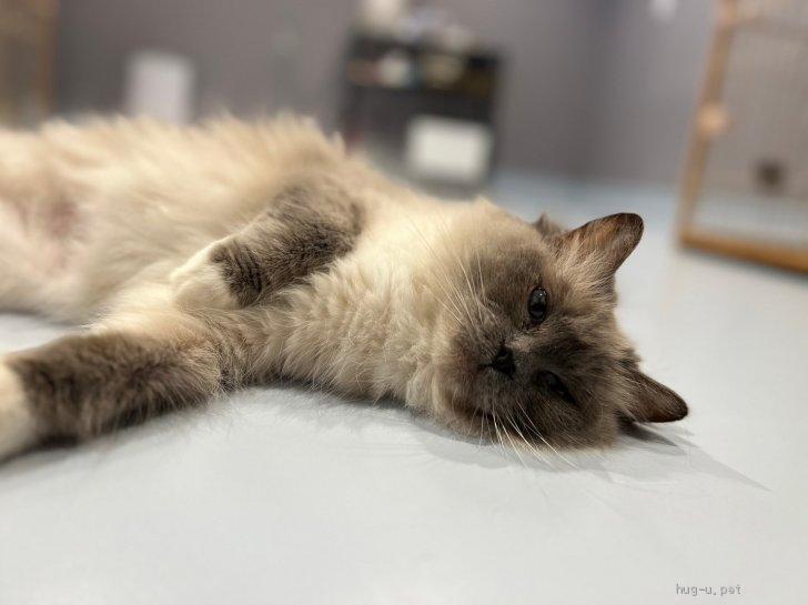 猫の里親募集】三重県・ラグドール・お姫様オーラ全開の女の子✨（ID