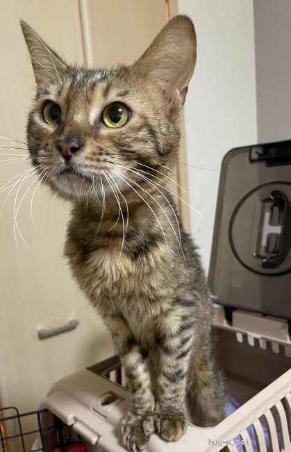 猫 岡山県 ベンガルの里親募集一覧 ハグー みんなのペット里親情報