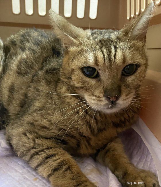 猫 岡山県 ベンガルの里親募集一覧 ハグー みんなのペット里親情報