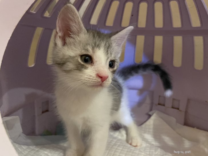 猫の里親募集 岡山県 メインクーン メインクーン アメリカンショートヘアmix Id 27 ハグー みんなのペット里親情報