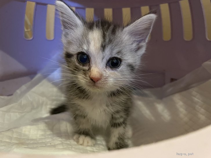 猫の里親募集 岡山県 メインクーン メインクーン アメショミックス Id 27 ハグー みんなのペット里親情報