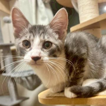 猫 × サバ白の里親募集一覧｜ハグー -みんなのペット里親情報