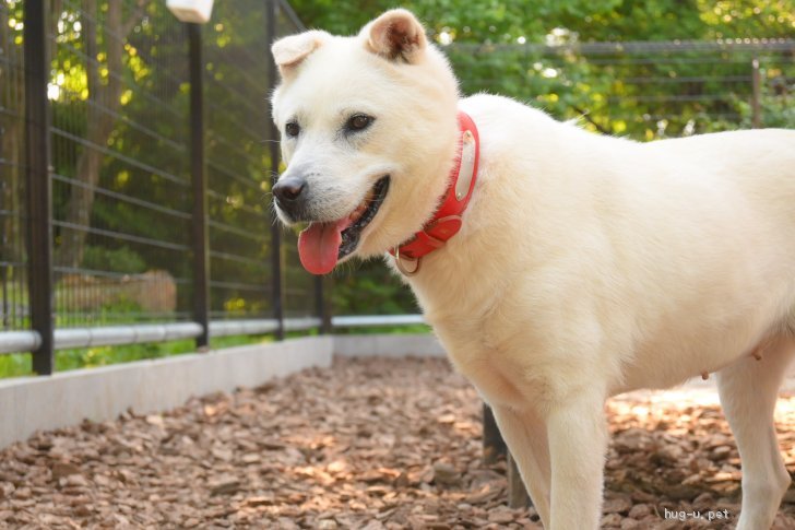 犬の里親募集 群馬県 雑種 マイペースなクリーム色のお嬢様 Id 26 ハグー みんなのペット里親情報