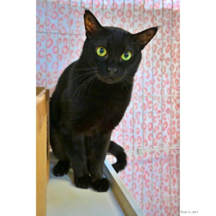 猫の里親募集】群馬県・雑種・宝石のようなエメラルドの瞳♪黒猫