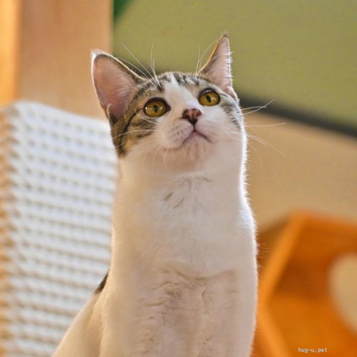 猫の里親募集】群馬県・雑種・ナデナデもOK！美人キジ白の子猫