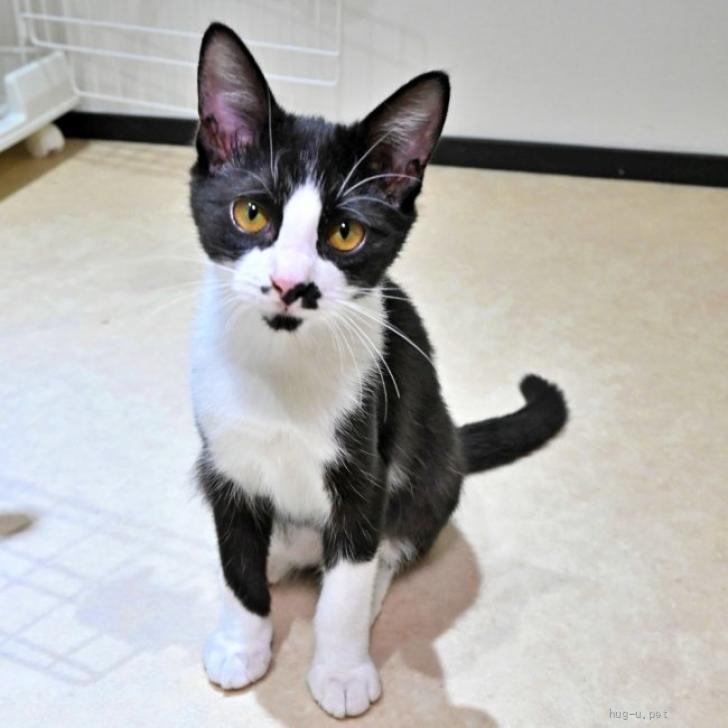猫の里親募集】群馬県・雑種・ちょびヒゲが可愛い♡黒白ハチワレ子猫