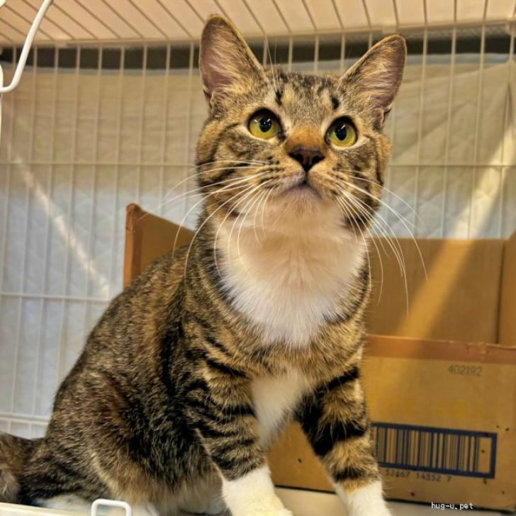 猫の里親募集】群馬県・雑種・イケメンのキジ白『ダルくん』白ソックス