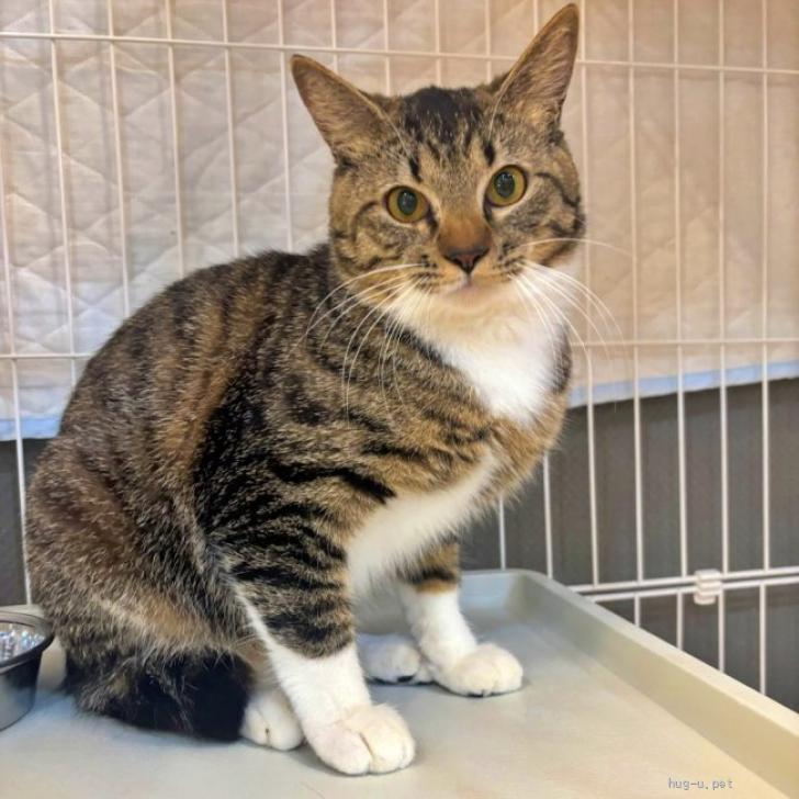 猫の里親募集】群馬県・雑種・イケメンのキジ白『ダルくん』白ソックス