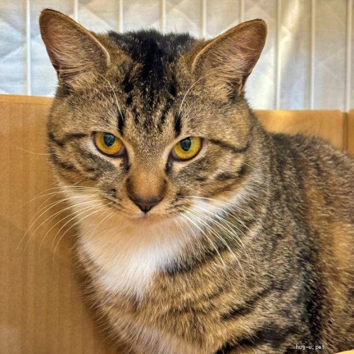 猫の里親募集】群馬県・雑種・イケメンのキジ白『ダルくん』白ソックス