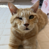 雑種