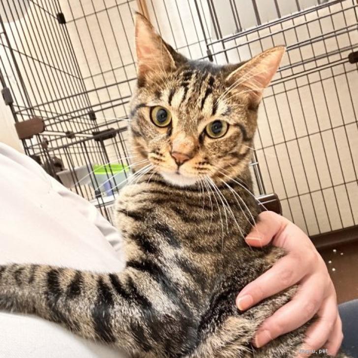 猫の里親募集】愛知県・雑種・究極のボブテールがかわいいパンチくん