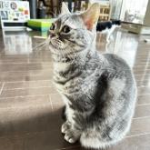 アメリカンショートヘア