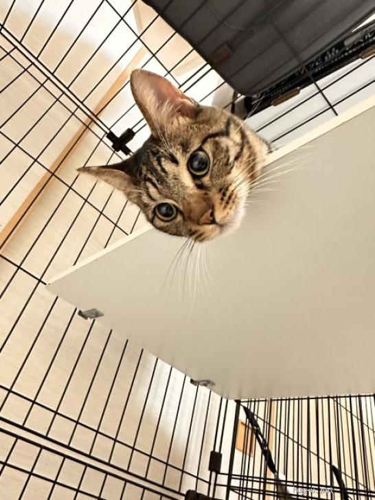 猫の里親募集】愛知県・雑種・究極のボブテールがかわいいパンチくん