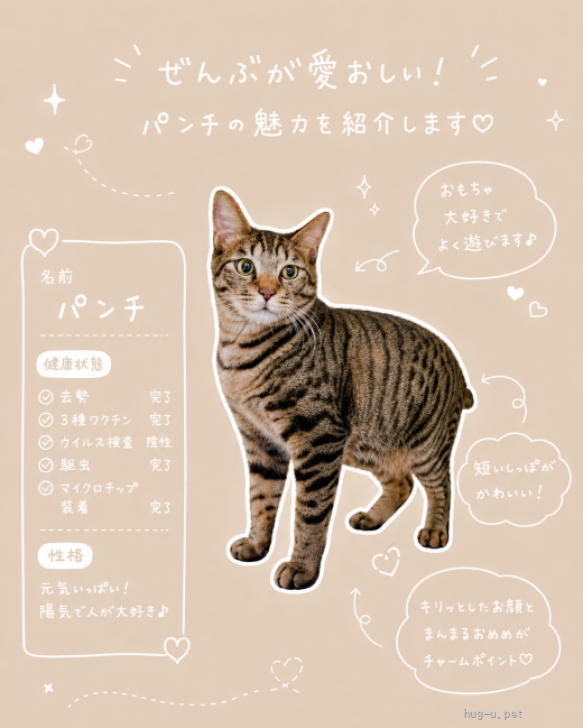 猫の里親募集】愛知県・雑種・究極のボブテールがかわいいパンチくん