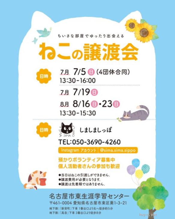 猫の里親募集】愛知県・雑種・究極のボブテールがかわいいパンチくん